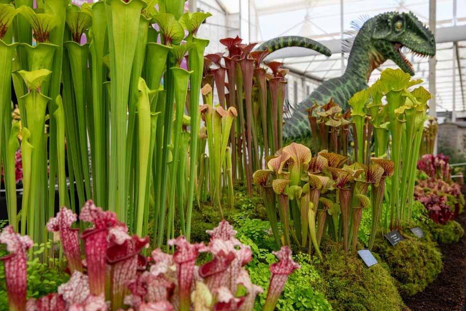 Hampshire Carnivorous Plants in the Great Pavilion. RHS Chelsea Flower Show 2024