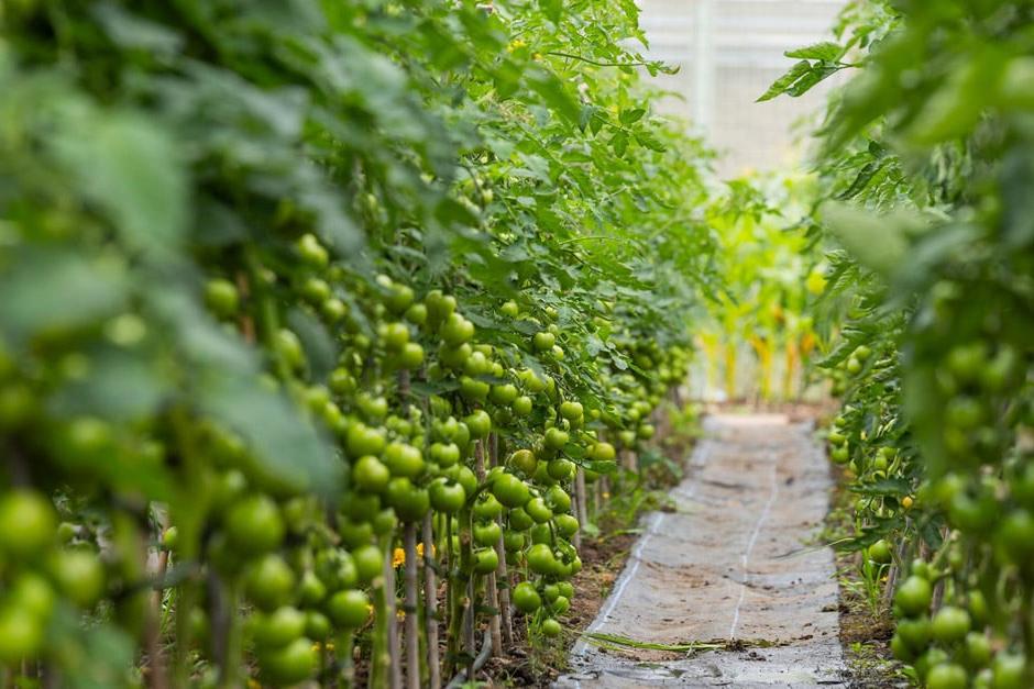 The garden’s nursery production area consists of nine polytunnels where an extensive variety of soft fruits and vegetables are grown from seed