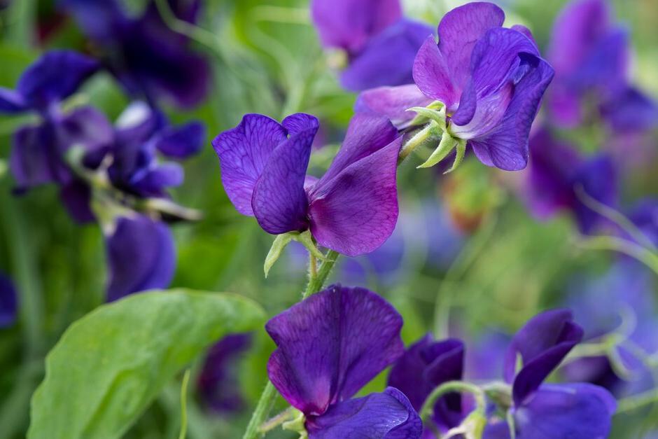 How to grow sweet peas (<i>Lathyrus</i>)