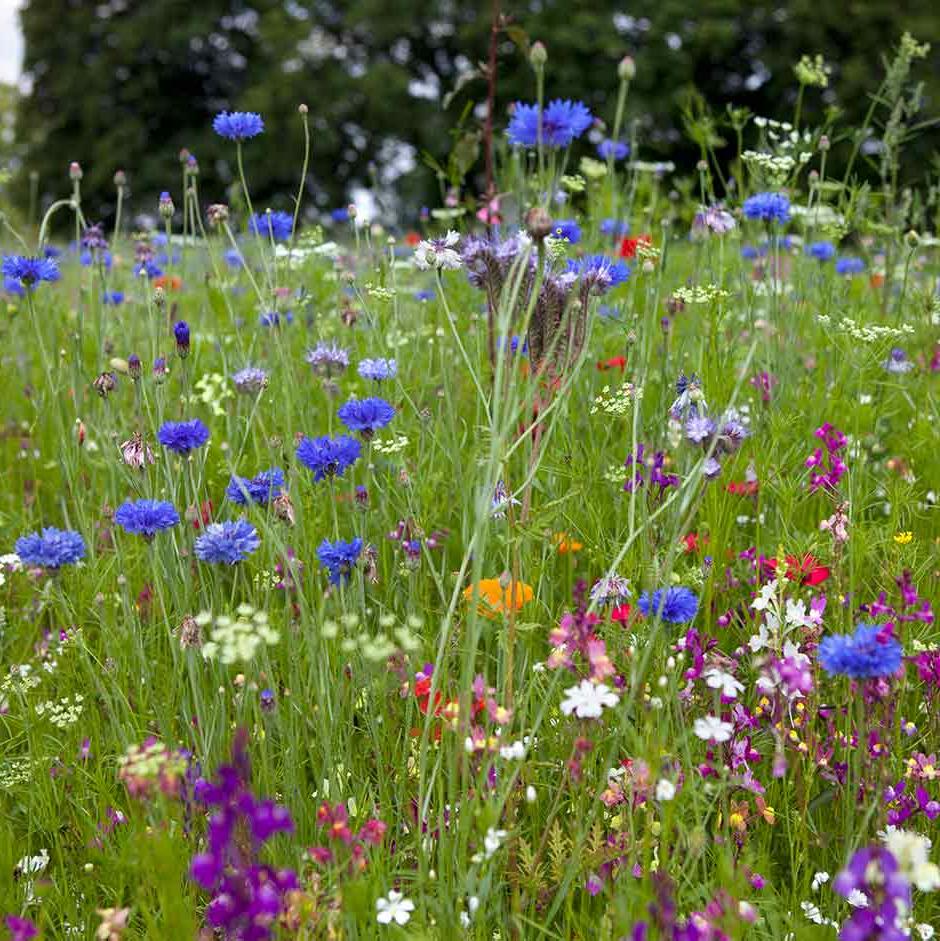 Hardy annuals can provide a rainbow of colour