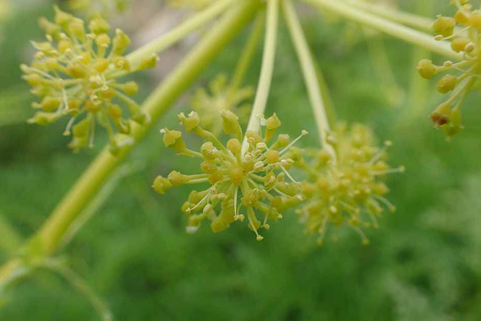 Key plants in the garden