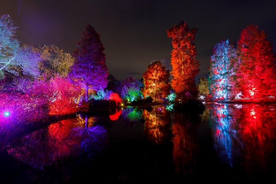 Trees lit up with festive lights