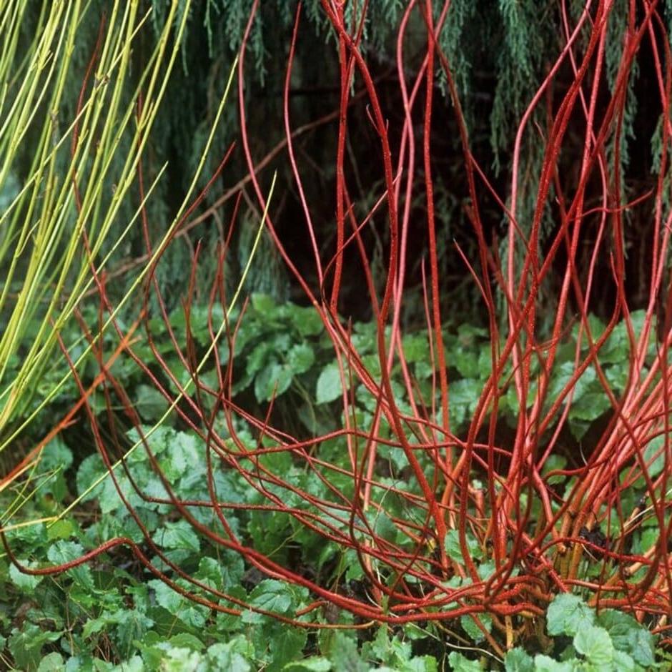 Colourful stems of dogwood, which copes with fluctuating wet & dry