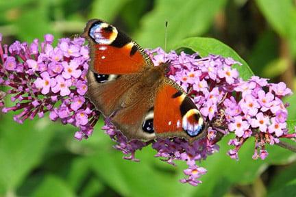 Peacock butterfly on buddleia