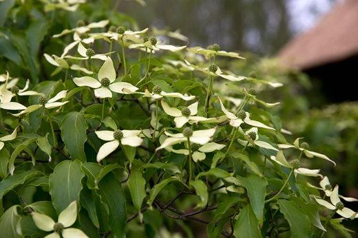 Cornus kousa var. chinensis