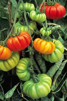 RHS Trials Wisley Tomato 'Costoluto Fiorentino' Beefsteak. Credit: Tim Sandall/RHS The Garden.