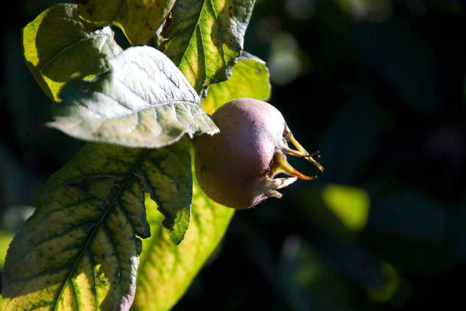 Key plants in the garden