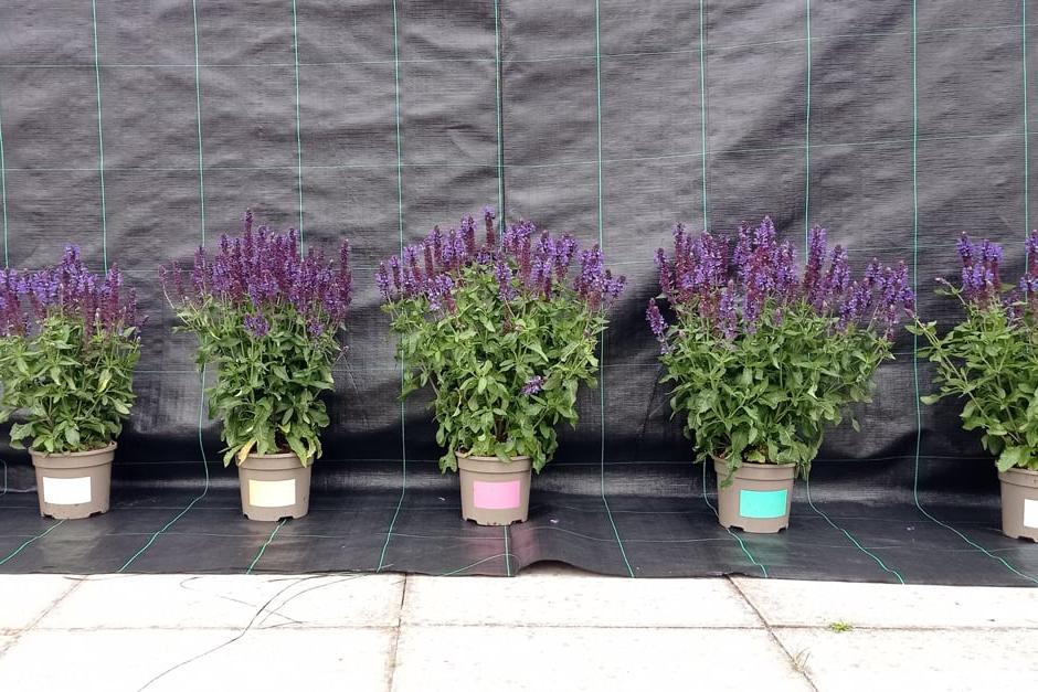 Comparing plants grown in different mixes in a peat-free salvia trial