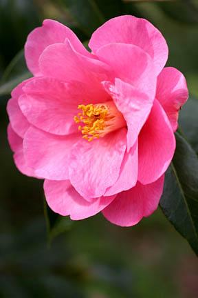 Camellia 'Phyl Doak' (reticulata × saluenensis)