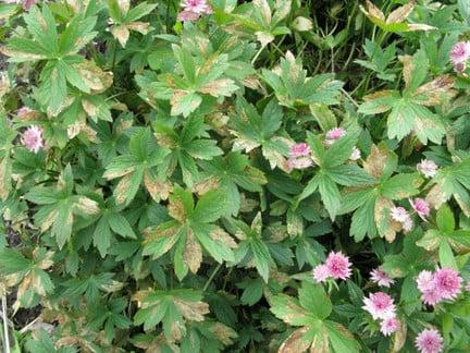 Astrantia leaf miner damage