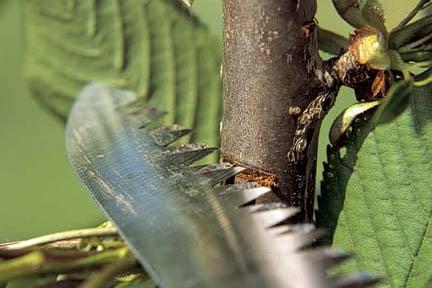 Cuts made to some plants can bleed sap. Credit:RHS/The Garden. 