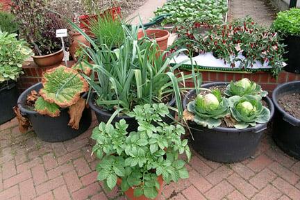 Vegetables growing in containers, including cabbage, leeks and potatoes. Credit: RHS/Advisory.