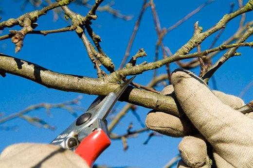 pruning malus