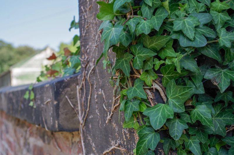 Ivy growing on a wall