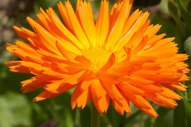 Close up of Calendula officinalis