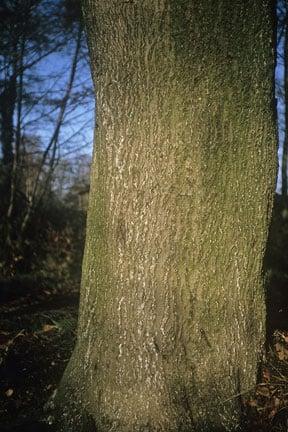 Beech scale (<EM>Cryptococcus fagisuga</EM>) on Beech (<EM>Fagus sylvatica</EM>)