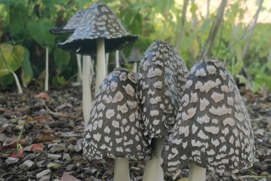 This is one of the star fungi we are hoping to find in the Oudolf Landscape, the magpie inkcap&nbsp;&ndash;&nbsp;congratulations if you manage to photograph one of these.