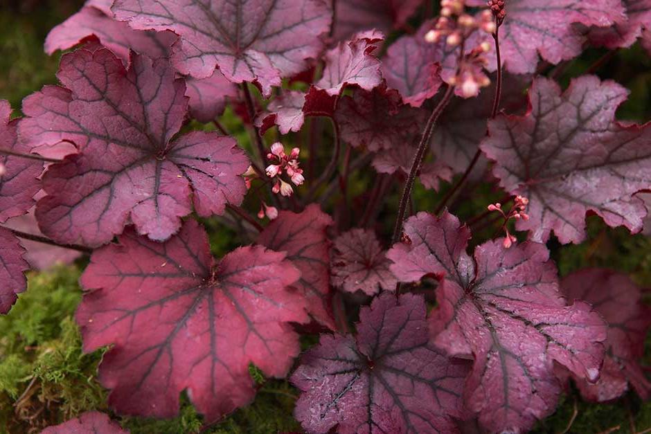 Discover heuchera