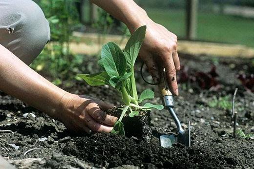 Planting pak choi