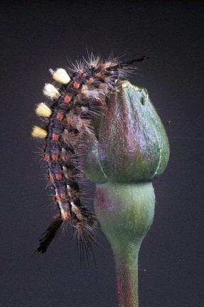 Vapourer moth (<EM>Orgyia antiqua</EM>) caterpillar on rose