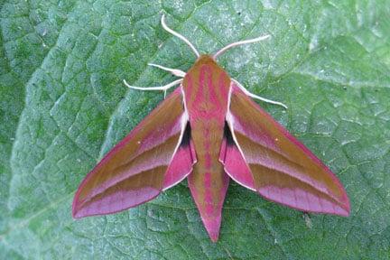 Elephant Hawk Moth