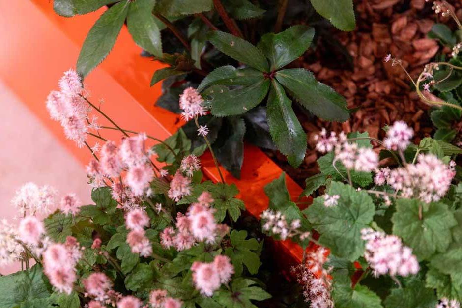 Tiarella and Hellebores at the RHS Urban Show