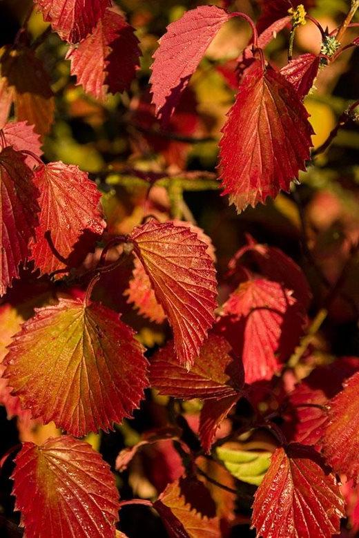 Viburnum dentatum