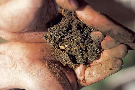 If your topsoil is poor, you may need to buy more in. Image: Tim Sandall/RHS