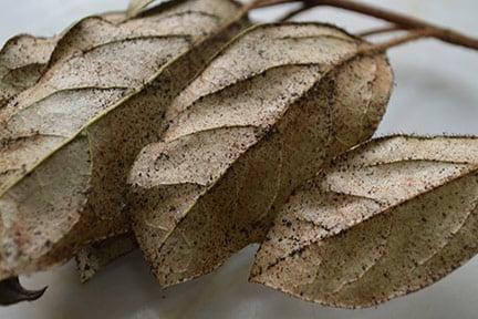 Glasshouse thrips damage on viburnum