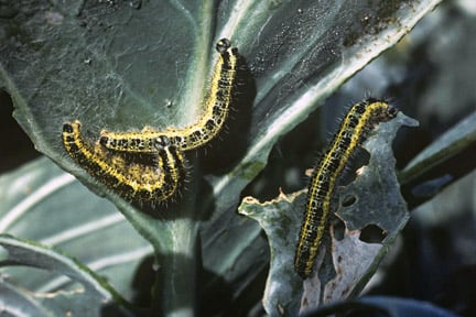 Large cabbage white butterfly (<i>Pieris brassicae</i>) on Cabbage (<i>Brassica</i> sp.). Credit: RHS/Science.