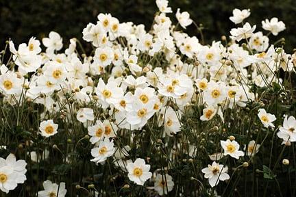 White flowers such Anemone brighten up shade 