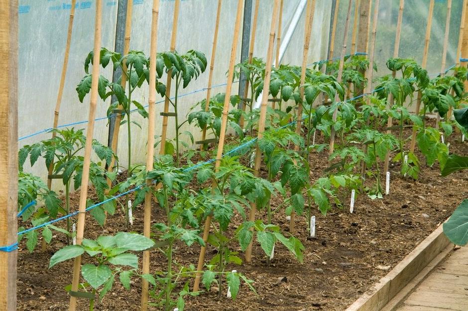 Tomato plants growing in a poly tunnel