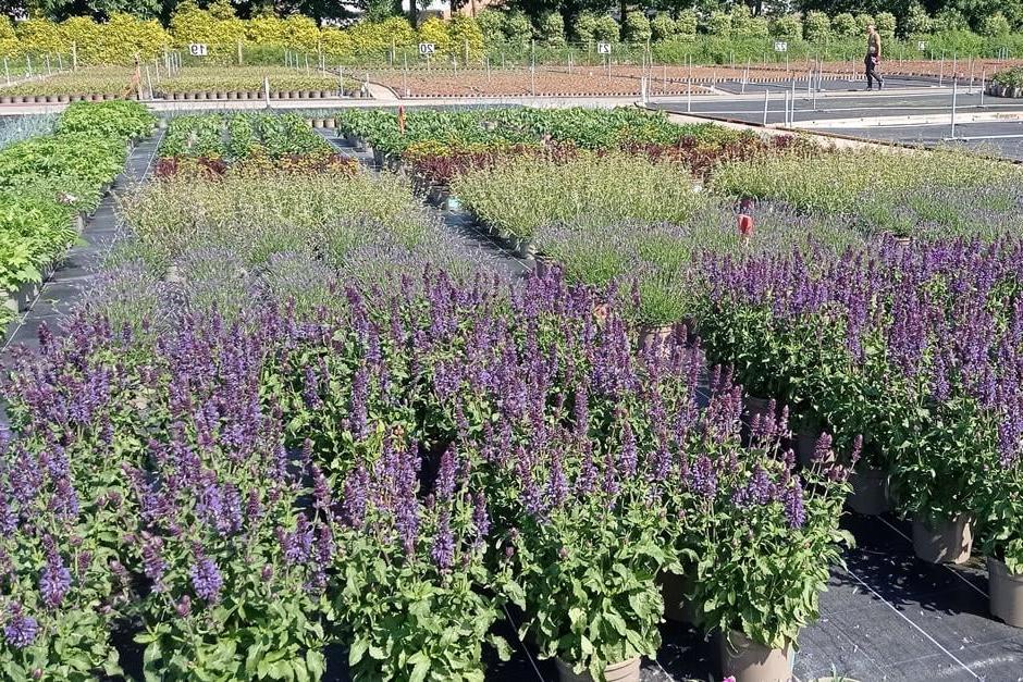 Peat-free plants growing in a nursery