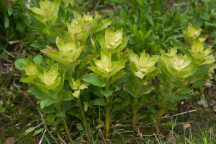 Weedkiller damage on Lysimachia. Credit: RHS/Tim Sandall.