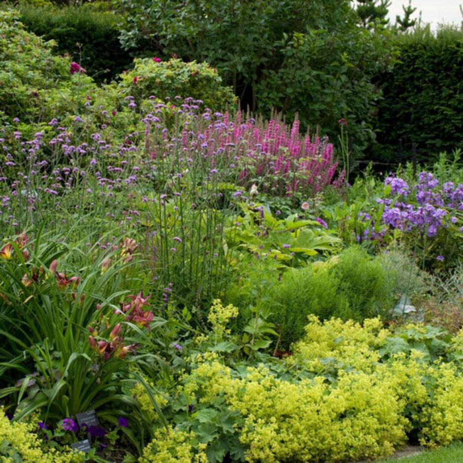 A herbaceous border in summer