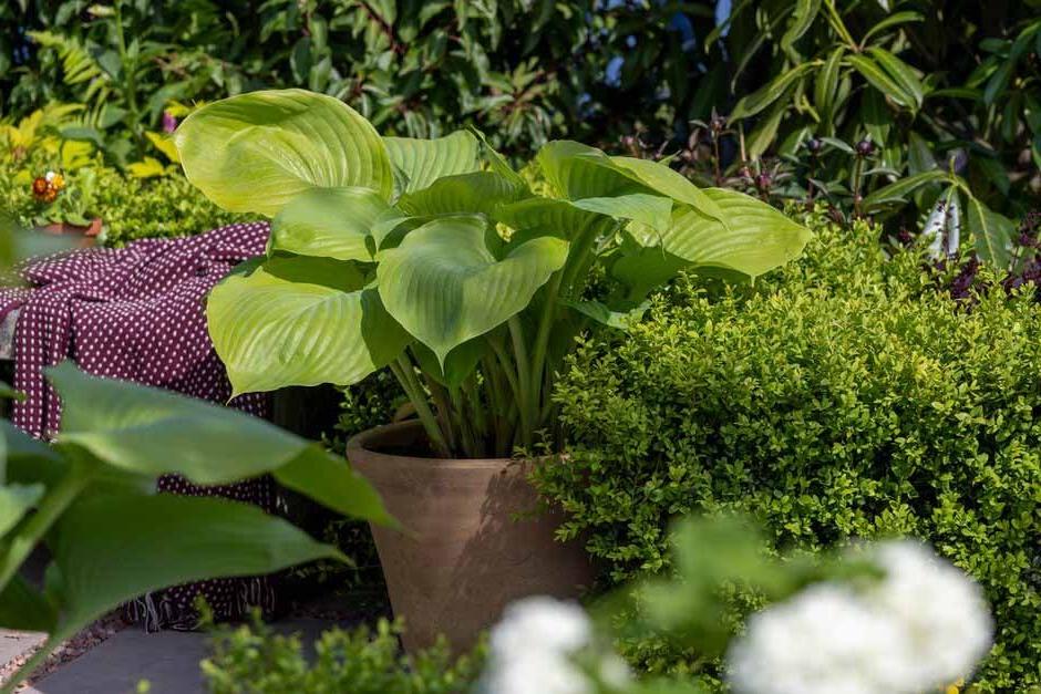 Hosta 'Halcyon' on The Laskett Garden