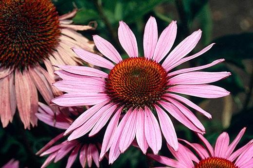 Echinacea purpurea