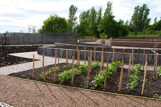 Jerusalem artichokes planted with support stakes