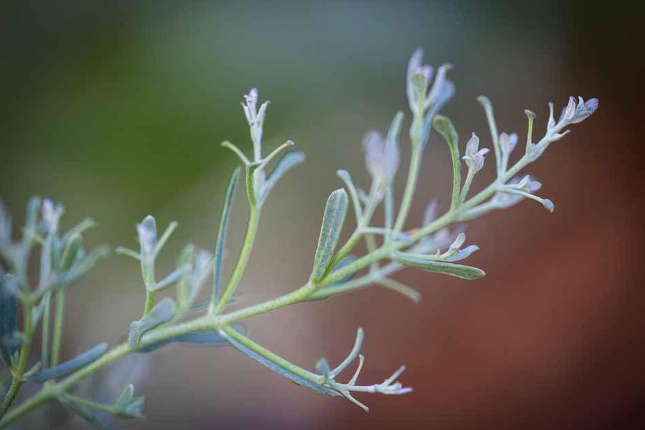 Eucalyptus gunnii France Bleu