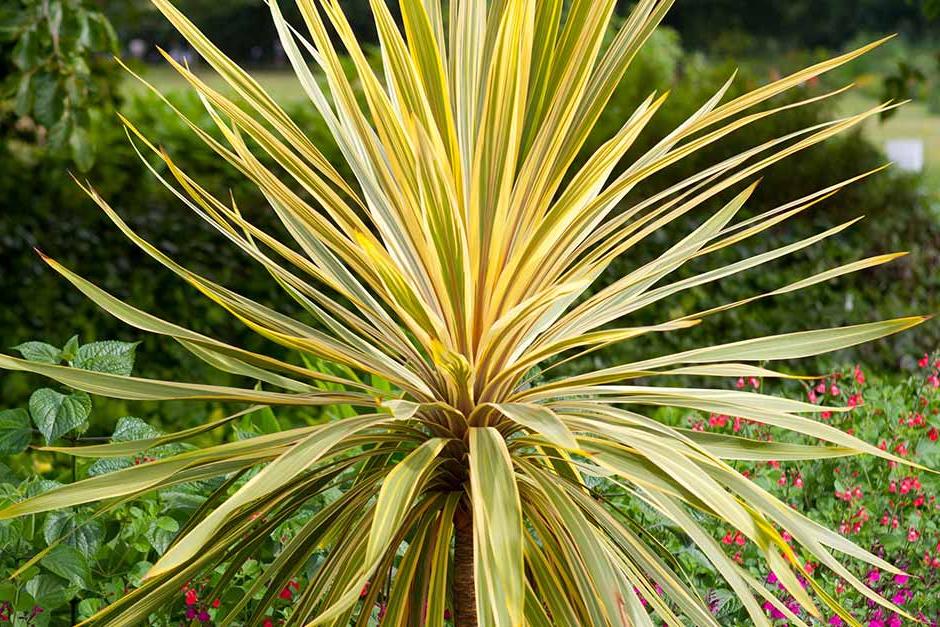 Discover cordyline