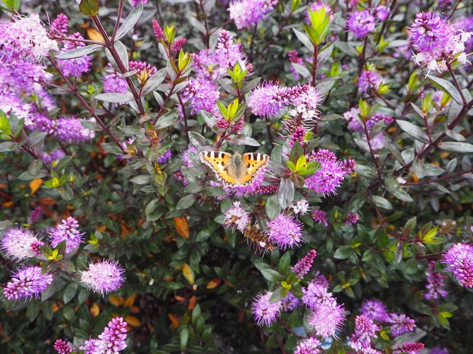 How to grow shrubby veronicas