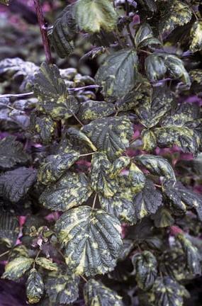 Raspberry leaf and bud mite