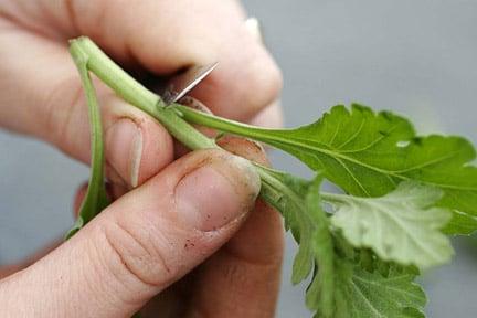 Taking softwood cuttingson Chrysanthemum. Image: Neil Hepworth/RHS