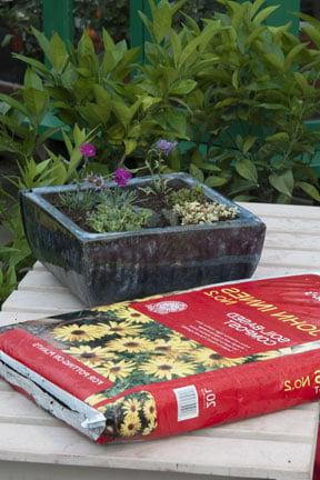 Planted container and John Innes potting compost