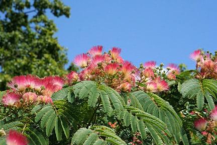 Albizia julibrissin 