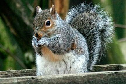 Grey squirrel. Image: ©www.gardenworldimages.com