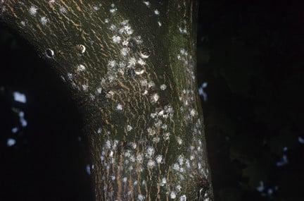 Horse chestnut scale