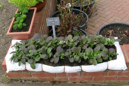 Herbs and salad leaves: growing in grow-bags