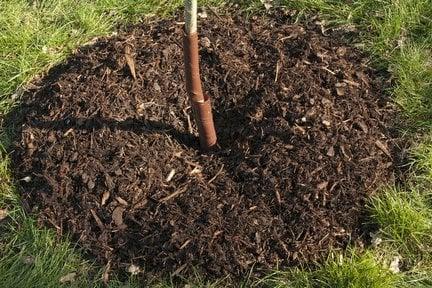 Fresh mulch laid around a recently planted tree