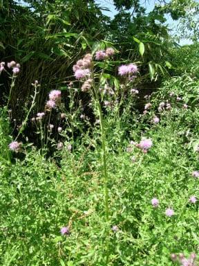 Creeping thistle